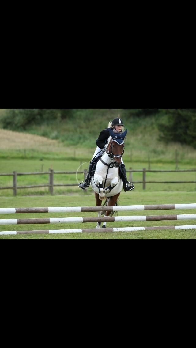 Islænder Aslan billede 18