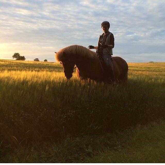 Islænder Jódís fra Freistinggård. (Part) billede 2