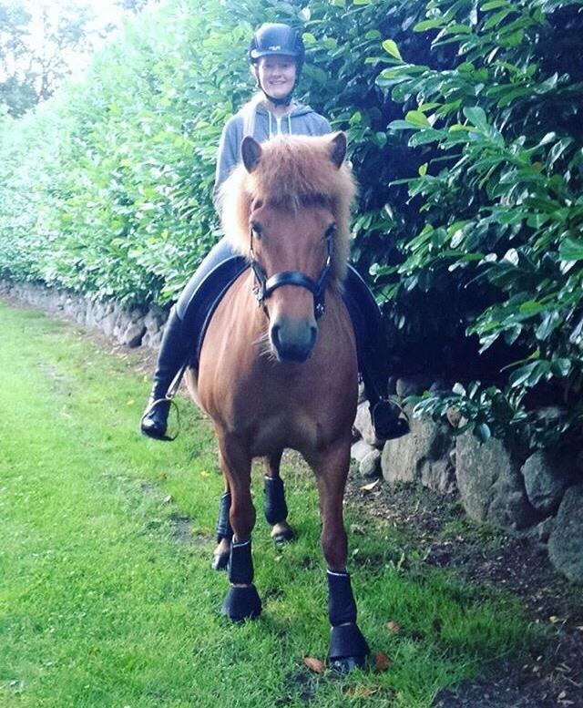 Islænder Jódís fra Freistinggård. (Part) billede 3