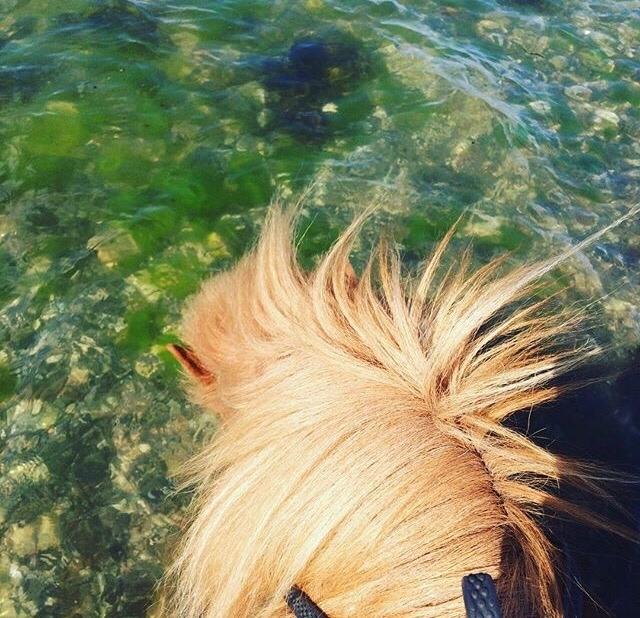 Islænder Jódís fra Freistinggård. (Part) billede 5