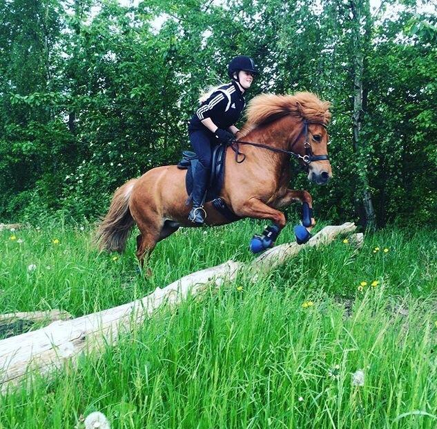 Islænder Jódís fra Freistinggård. (Part) billede 6