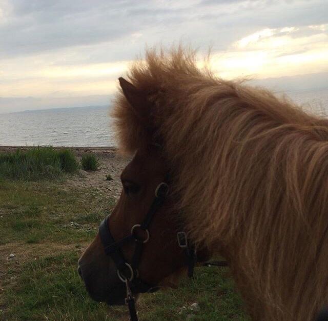 Islænder Jódís fra Freistinggård. (Part) billede 4