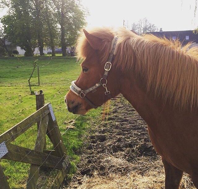 Islænder Jódís fra Freistinggård. (Part) billede 7