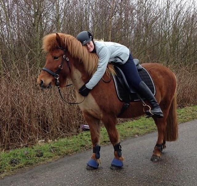 Islænder Jódís fra Freistinggård. (Part) billede 8