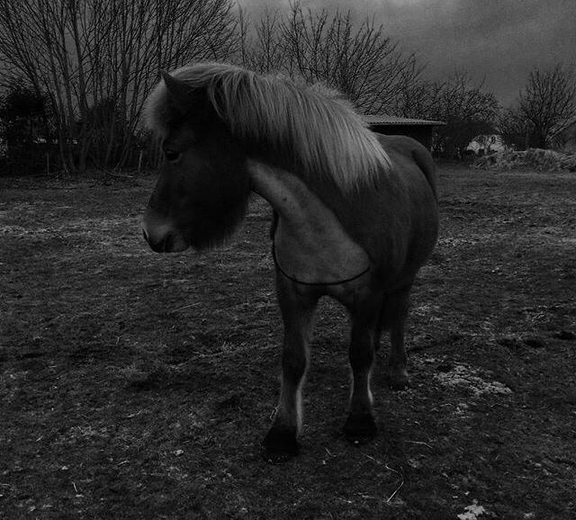 Islænder Jódís fra Freistinggård. (Part) billede 9