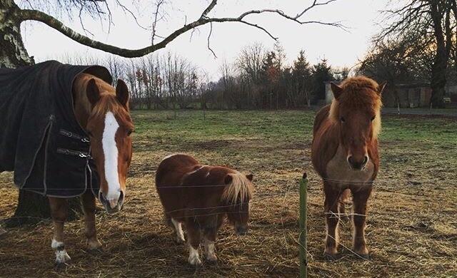 Islænder Jódís fra Freistinggård. (Part) billede 11