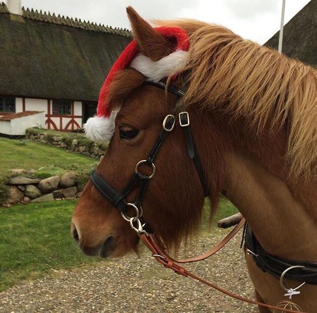 Islænder Jódís fra Freistinggård. (Part) billede 10