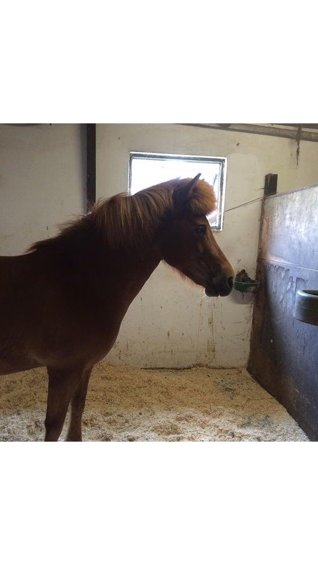 Islænder Jódís fra Freistinggård. (Part) billede 12