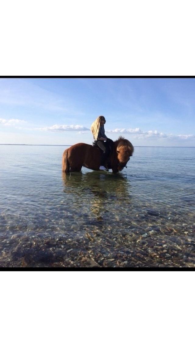 Islænder Jódís fra Freistinggård. (Part) billede 13