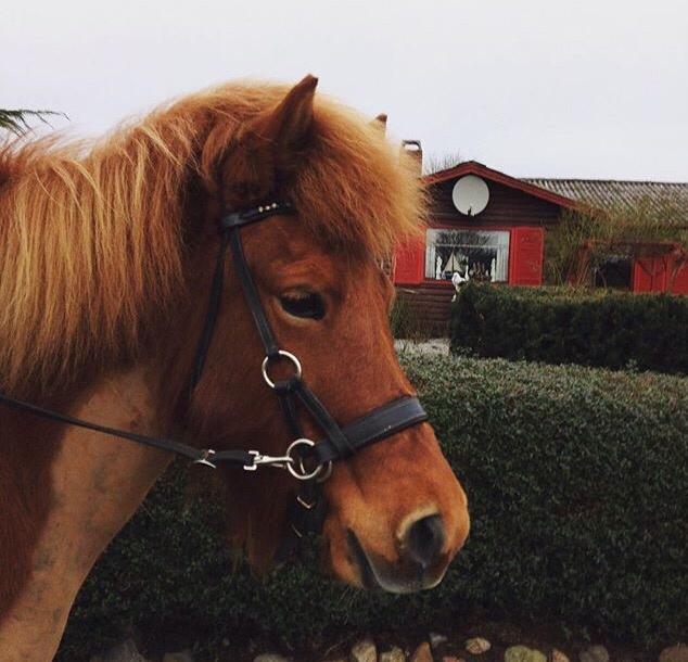 Islænder Jódís fra Freistinggård. (Part) billede 14