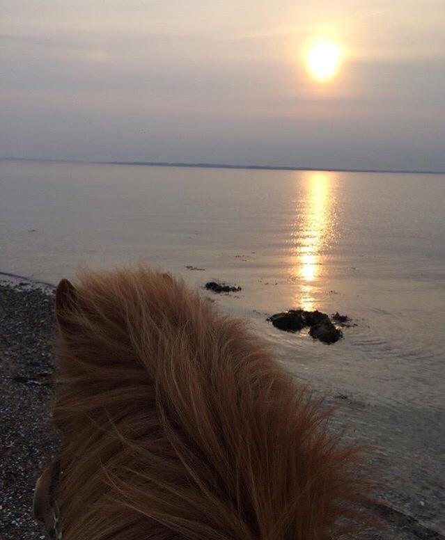 Islænder Jódís fra Freistinggård. (Part) billede 17