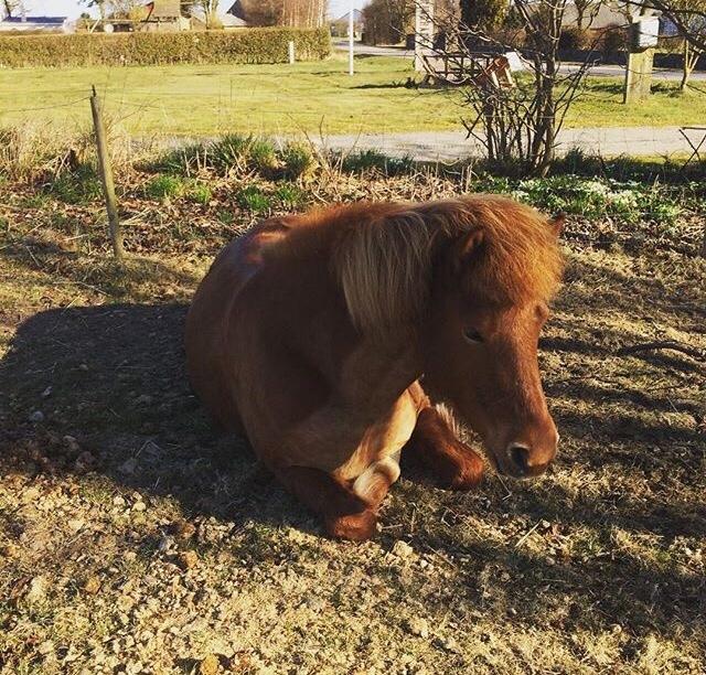 Islænder Jódís fra Freistinggård. (Part) billede 15