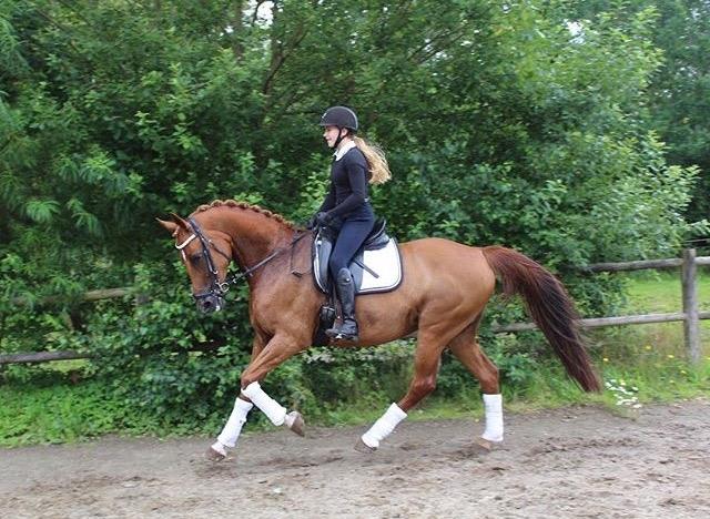 Anden særlig race Manja  - Freja som er manja's rytter. billede 10