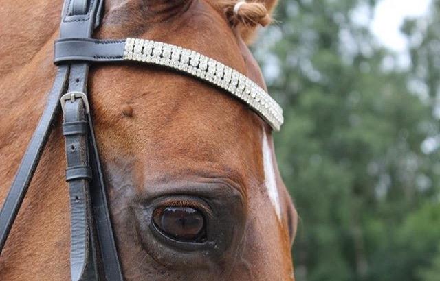 Anden særlig race Manja  billede 27