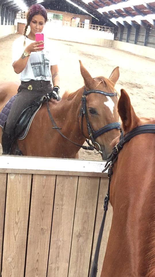 Dansk Varmblod Weltstern billede 3