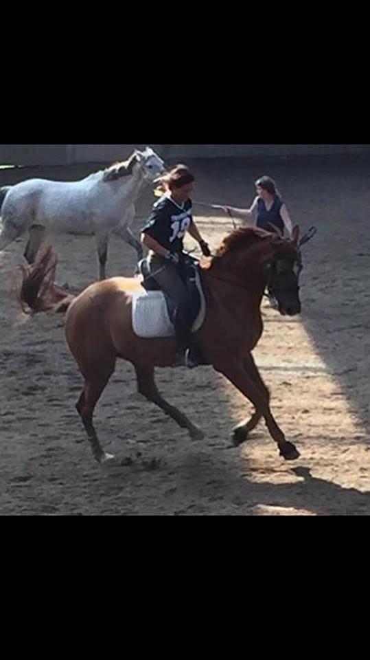 Dansk Varmblod Weltstern billede 1