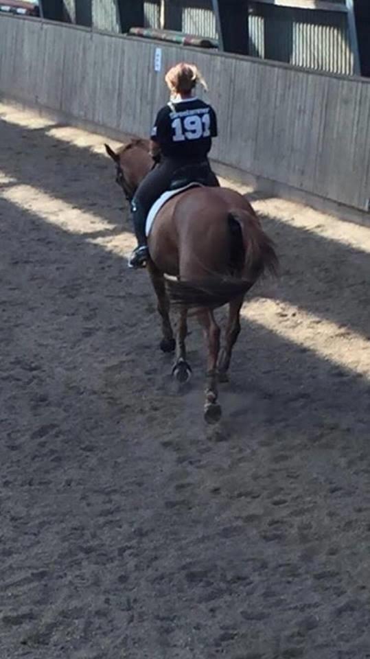 Dansk Varmblod Weltstern billede 4