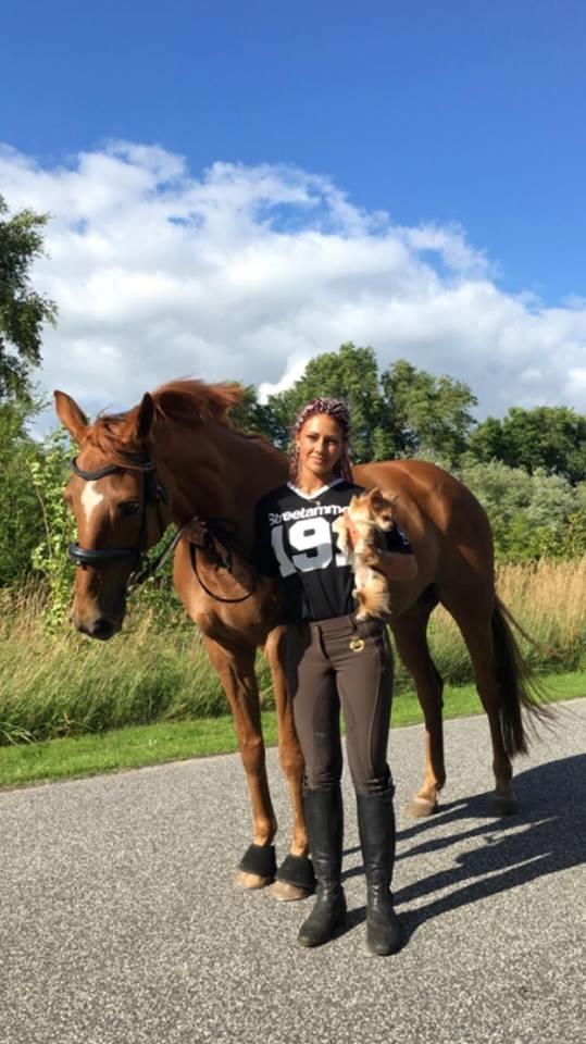 Dansk Varmblod Weltstern billede 5