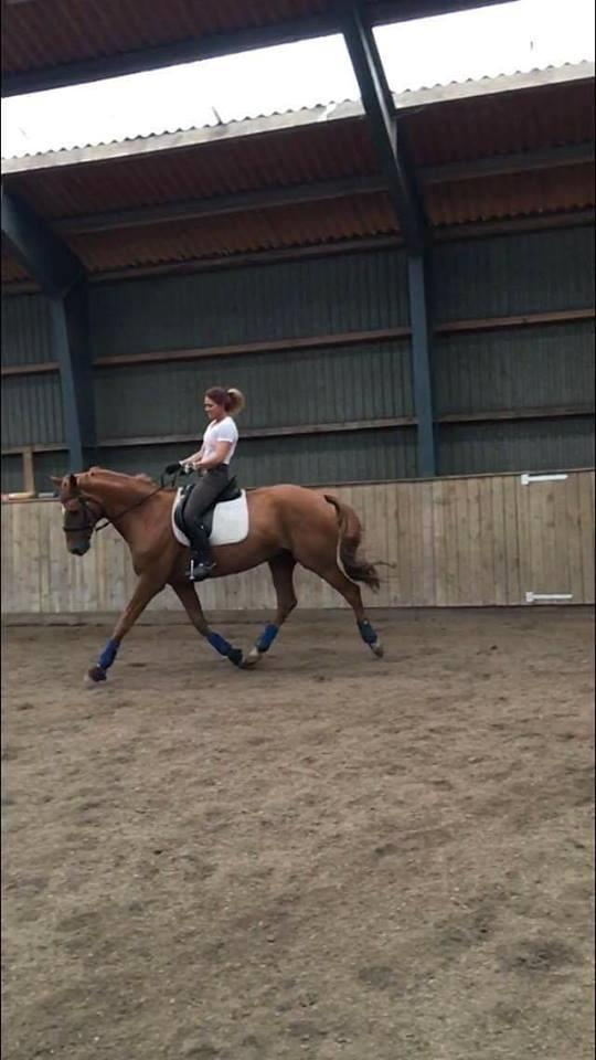 Dansk Varmblod Weltstern billede 2