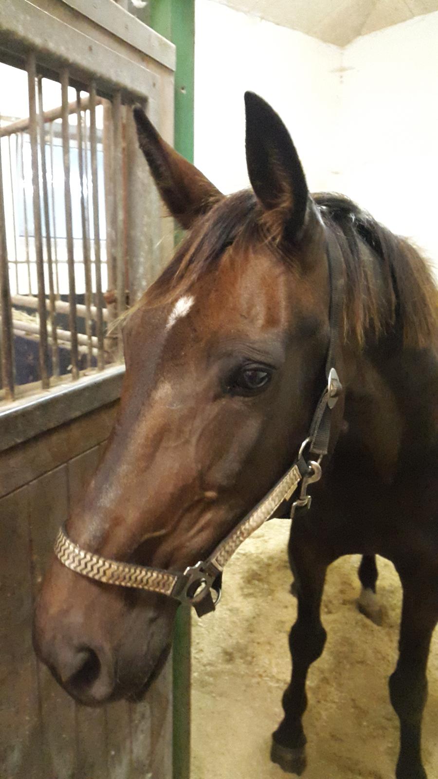 Traver Lady's Chill billede 16