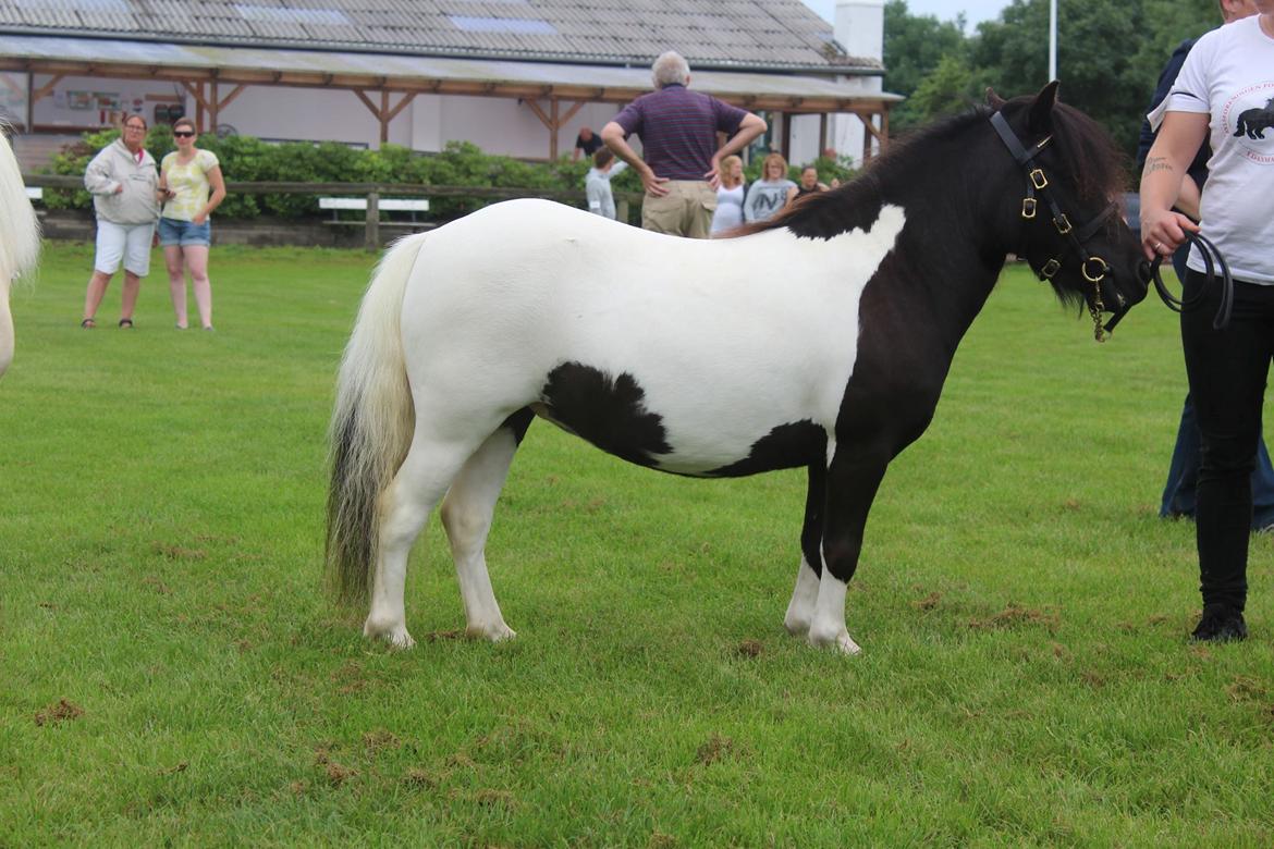 Shetlænder Pindstruphavens Amy - Hoppekåring 2016  billede 2