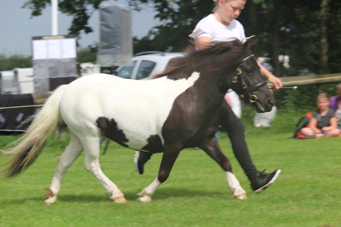 Shetlænder Pindstruphavens Amy - hoppekåring 2016, fremviser er en af mine veninder :)  billede 7