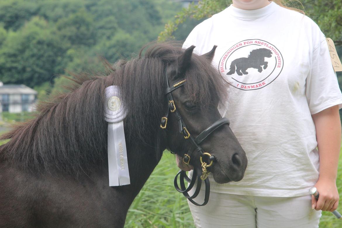 Shetlænder Mosbækmindes Toscana - Hobro Dyrskue 2016  billede 7