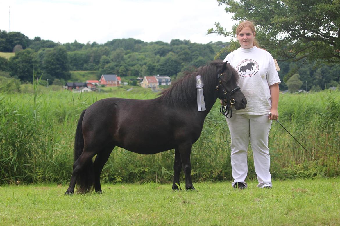 Shetlænder Mosbækmindes Toscana - Hobro Dyrskue 2016 billede 6