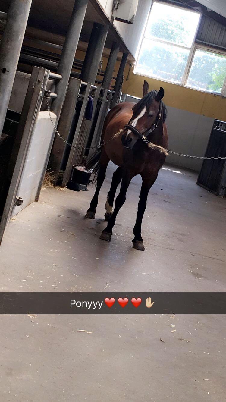 Connemara Claire[Tidl. Part] billede 17