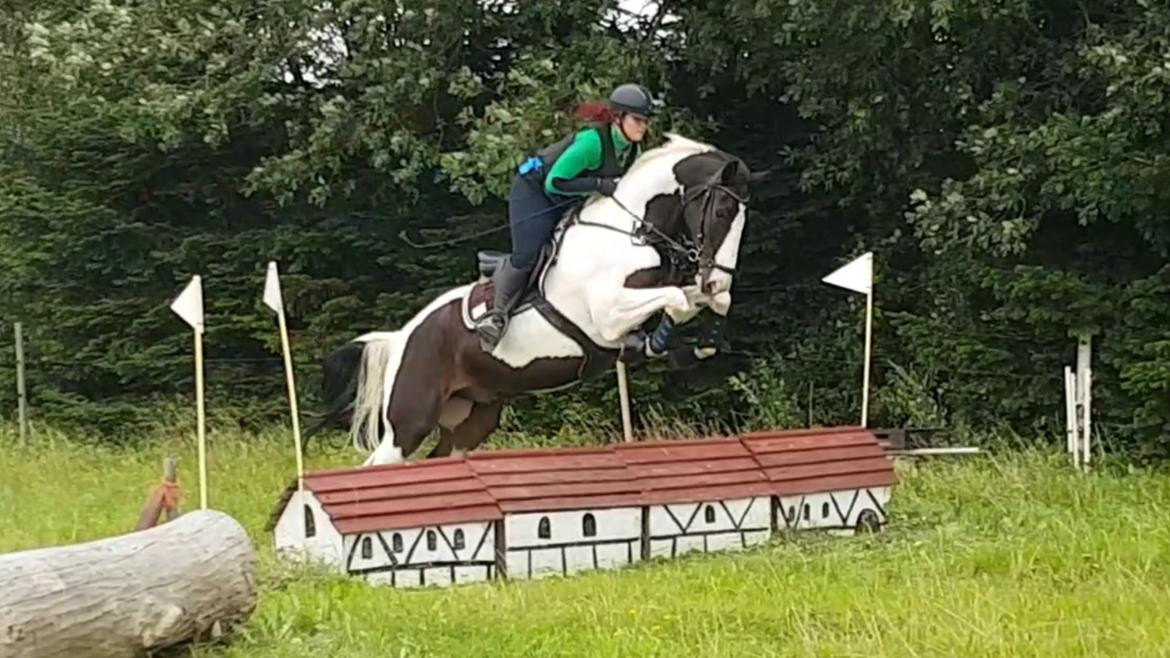 Pinto Bakkegaardens Montoya billede 13