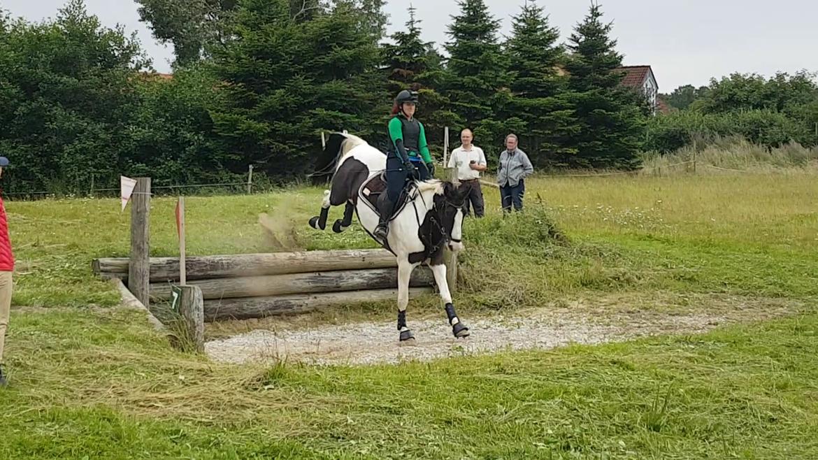 Pinto Bakkegaardens Montoya billede 21