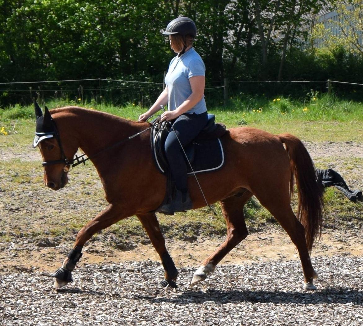 Anden særlig race Moon Fighter - Maj 2016 billede 2