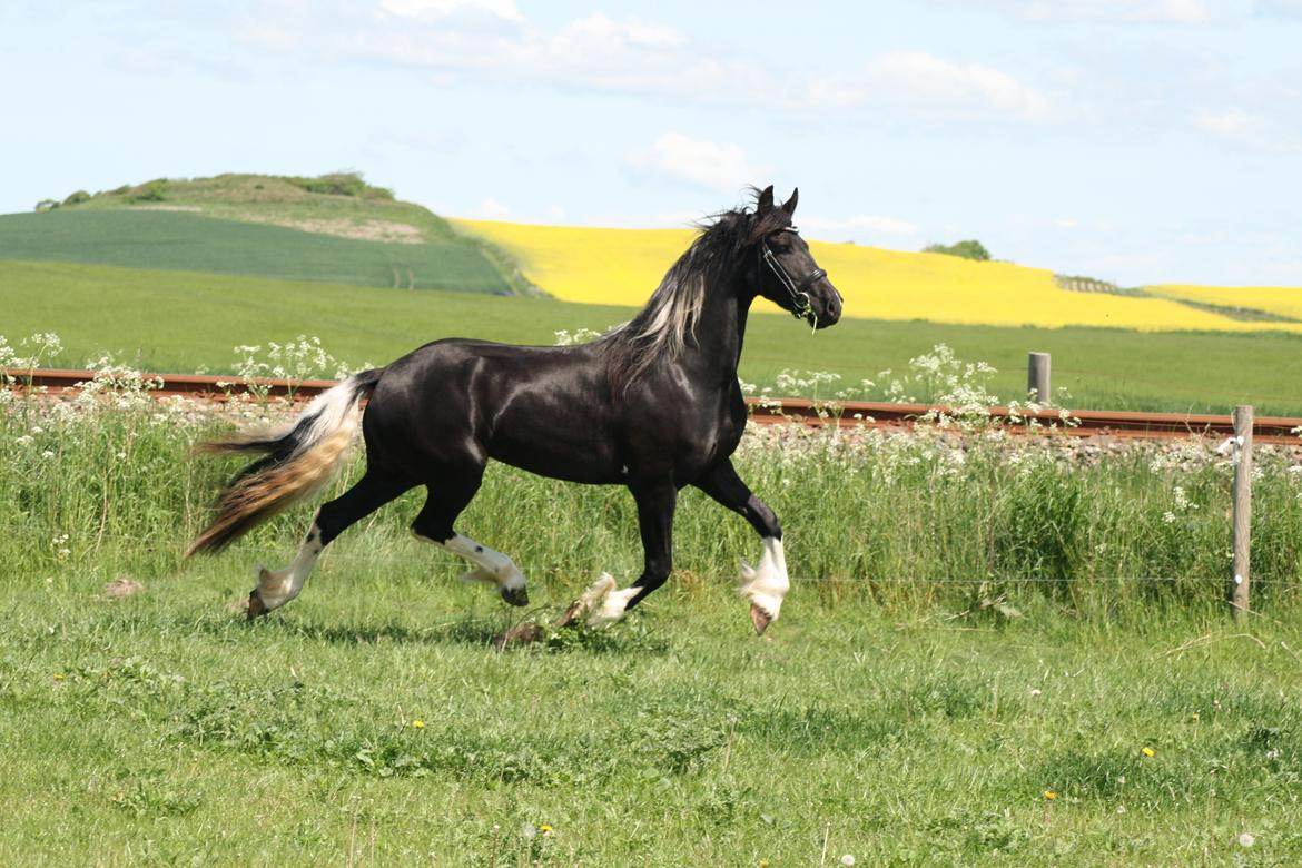 Barockpinto Freikje Fan Stald Barok 1. pr. CHAMPION 2013 billede 2