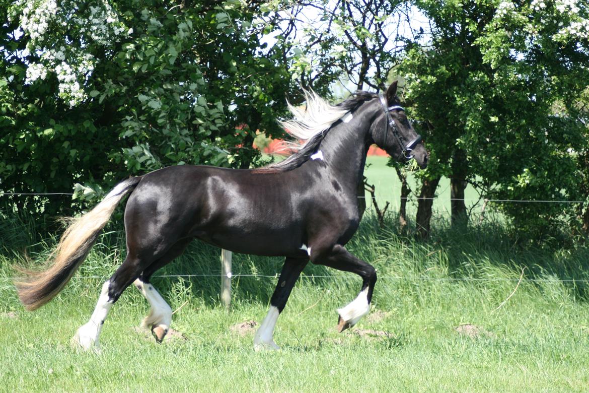Barockpinto Freikje Fan Stald Barok 1. pr. CHAMPION 2013 billede 1