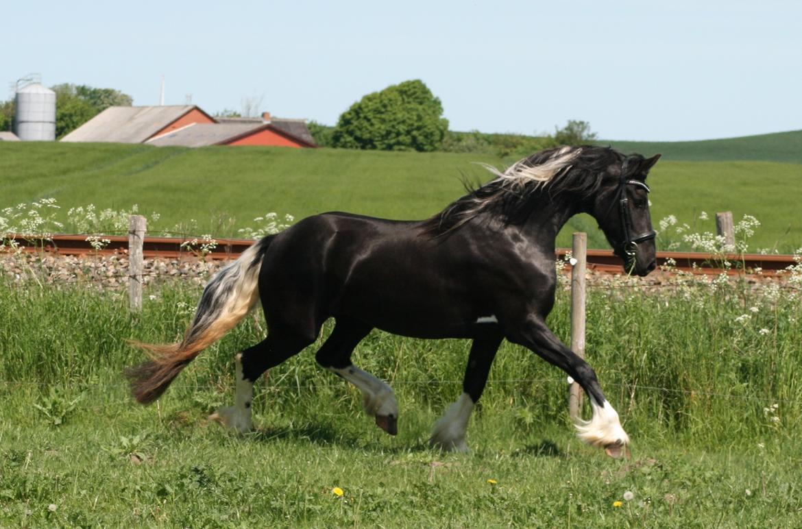 Barockpinto Freikje Fan Stald Barok 1. pr. CHAMPION 2013 billede 4