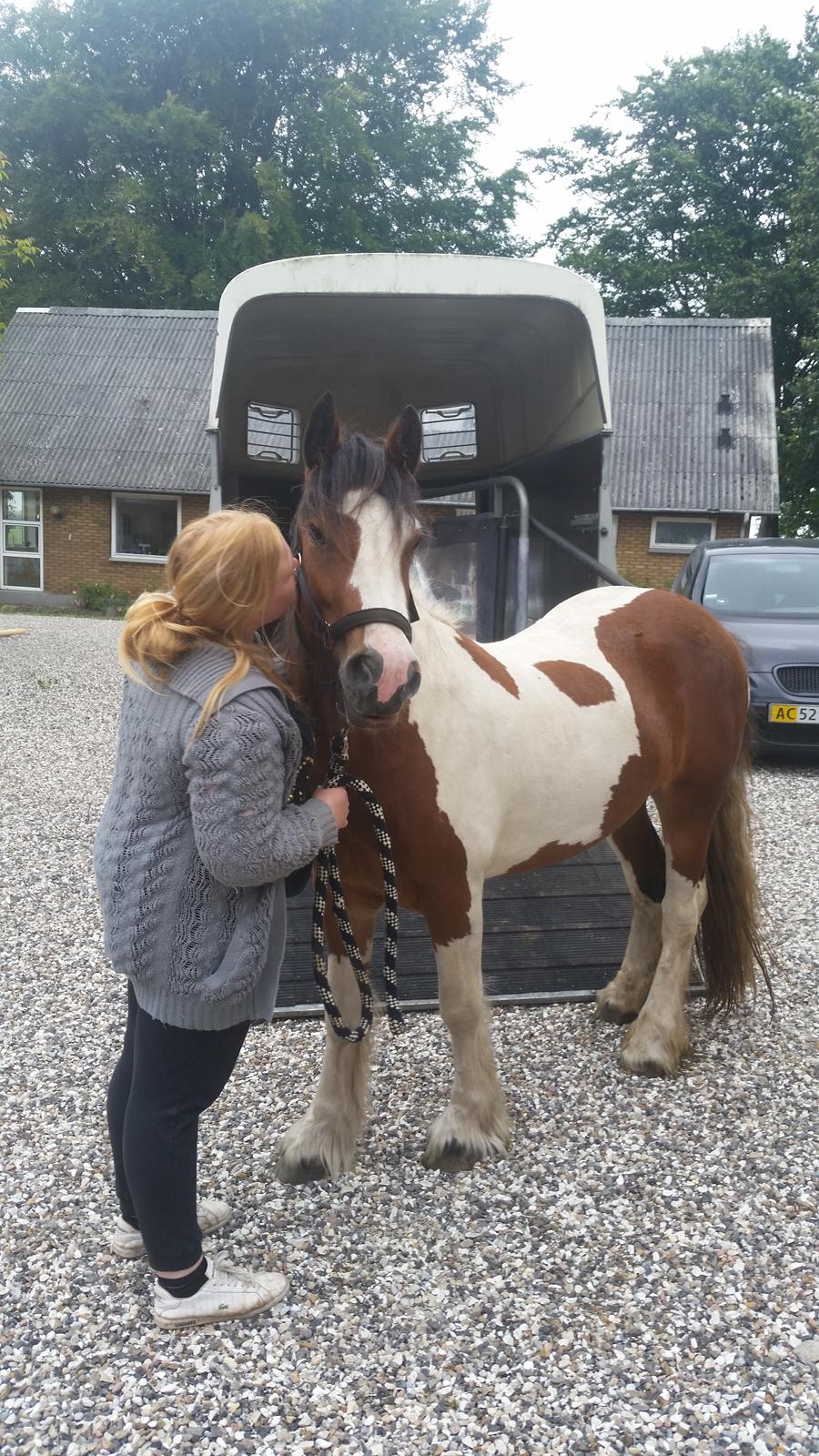 Irish Cob Molly  billede 13