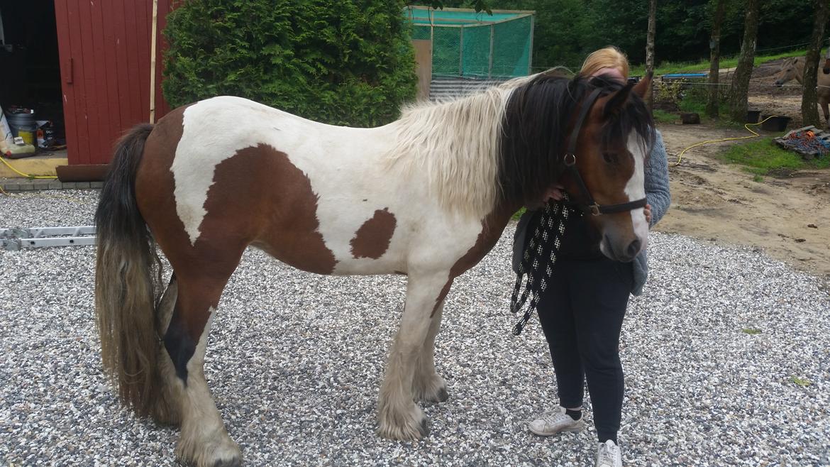 Irish Cob Molly  billede 14