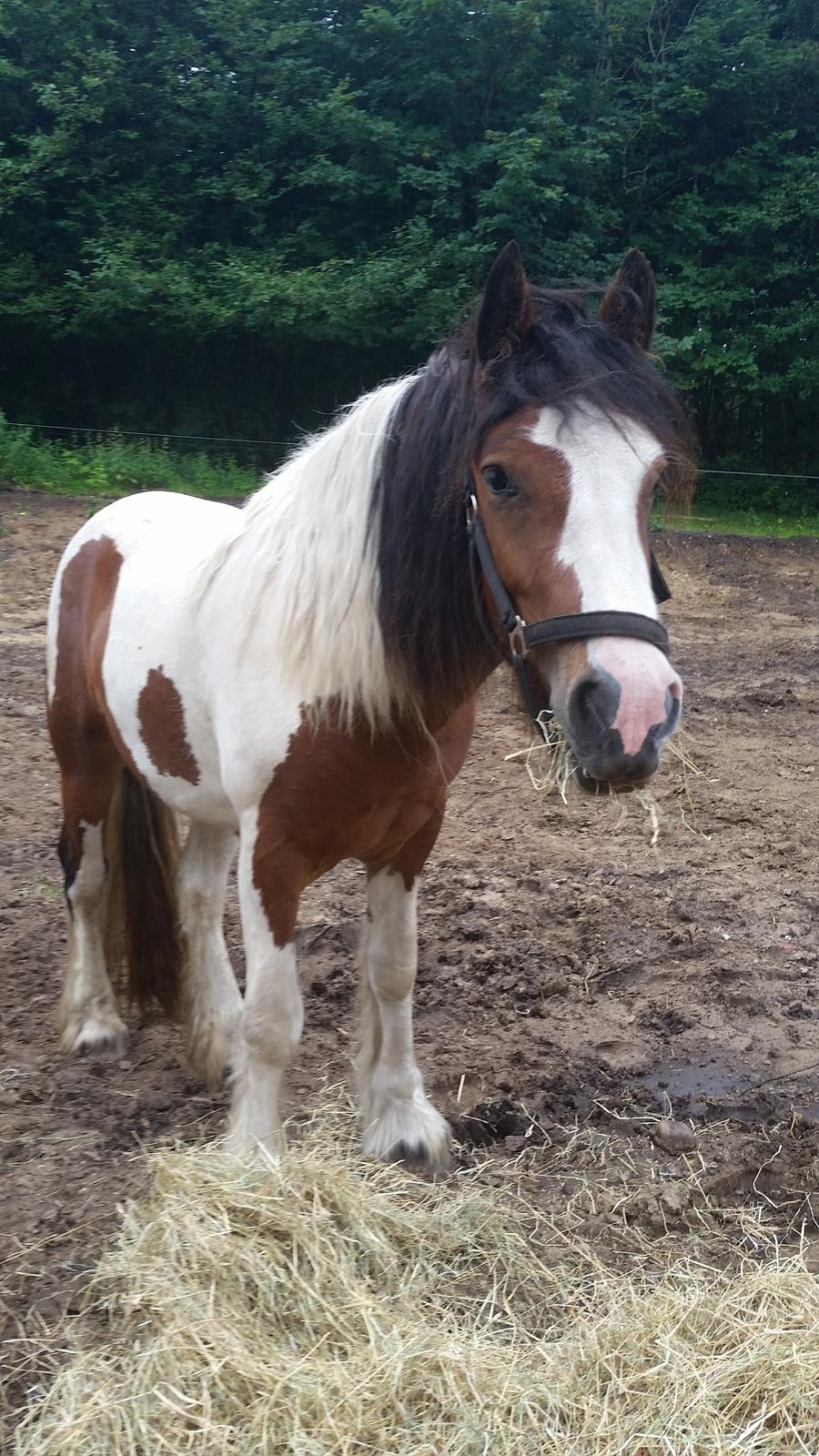 Irish Cob Molly  billede 16