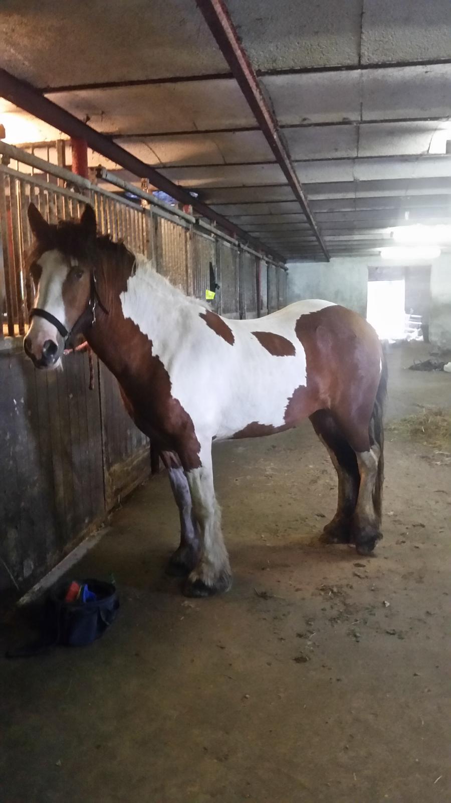 Irish Cob Molly  billede 4