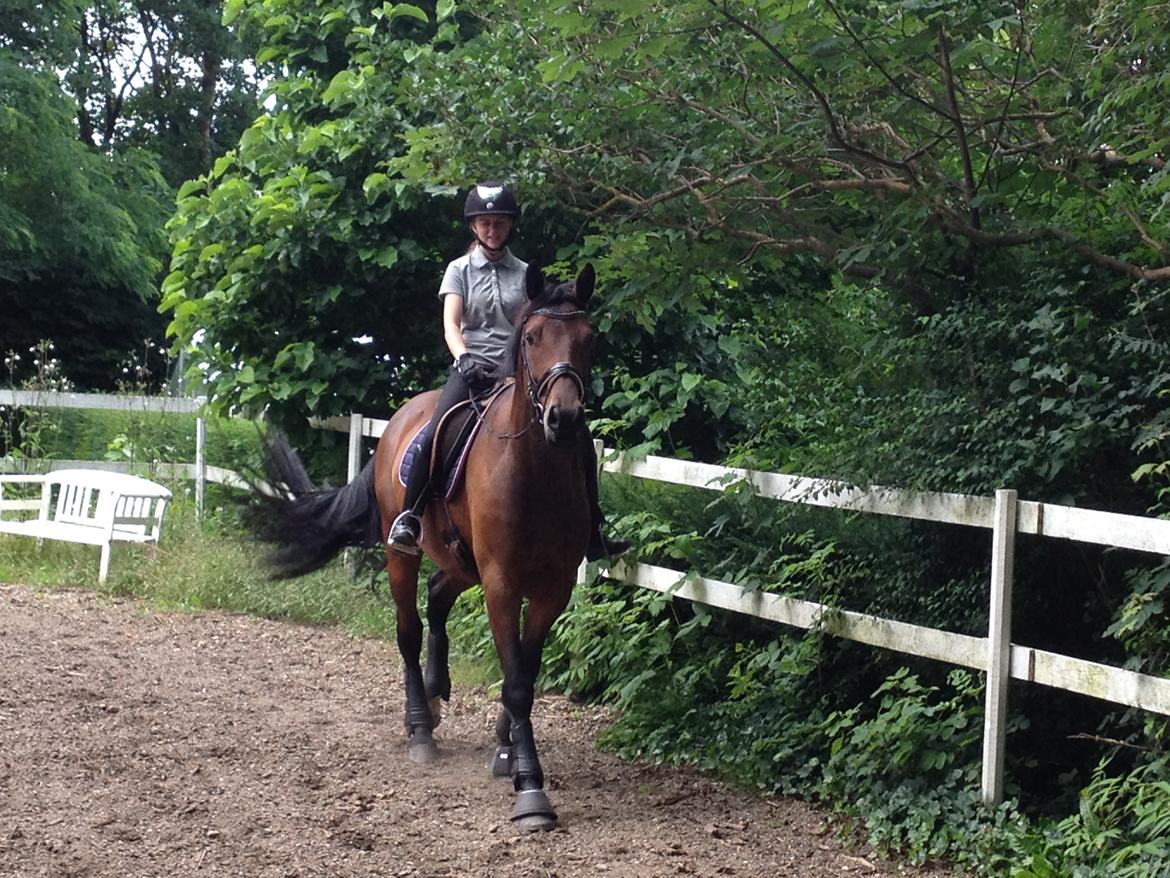 Hollandsk Varmblod Elonlisa - Første skridt tur sammen.  billede 4