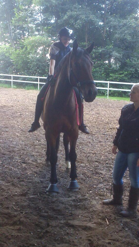 Hollandsk Varmblod Elonlisa - Så rolig, lige løssprunget. :) billede 6