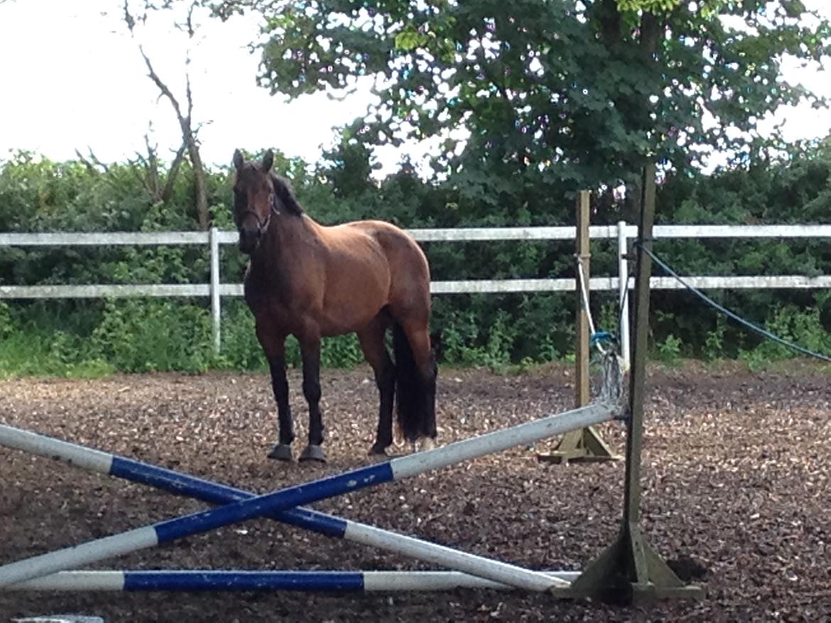 Hollandsk Varmblod Elonlisa - Nu er jeg færdig, henter i mig? billede 5