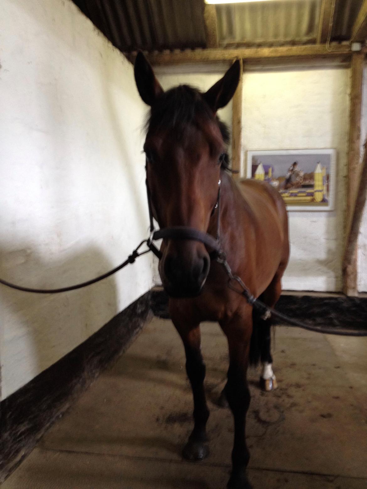 Hollandsk Varmblod Elonlisa billede 7