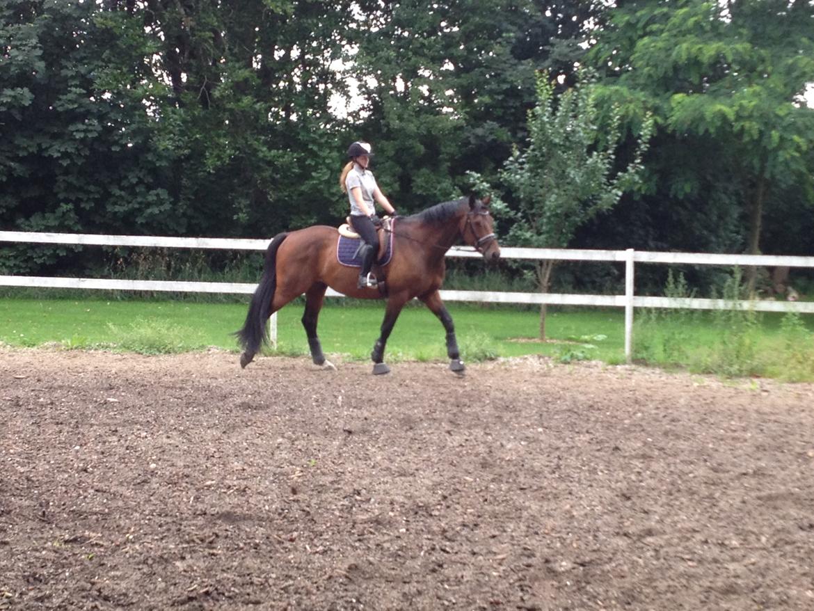 Hollandsk Varmblod Elonlisa - Løsgørende arbejde.  billede 8