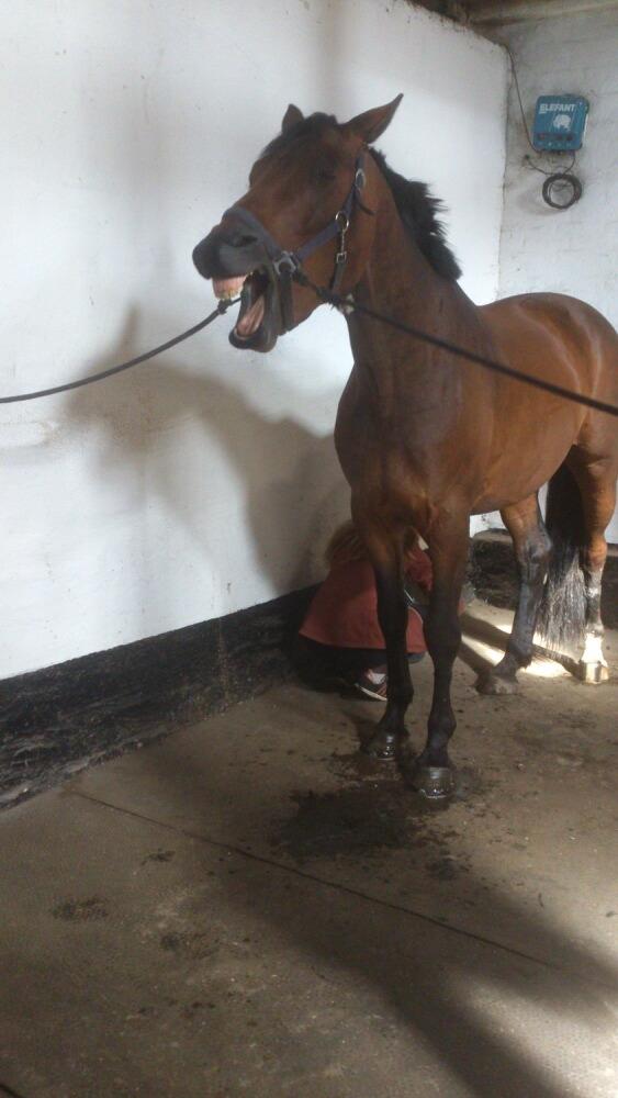 Hollandsk Varmblod Elonlisa - Gabende hest, hehe billede 9