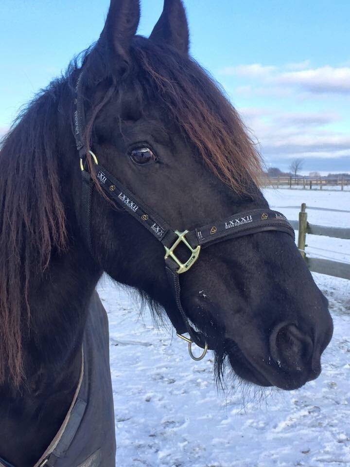 Frieser Barik billede 12