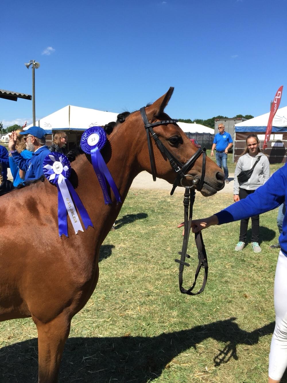 Welsh Partbred (Sec F) Petrasmindes Cirkeline billede 12