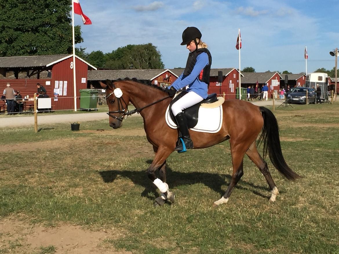 Welsh Partbred (Sec F) Petrasmindes Cirkeline billede 13