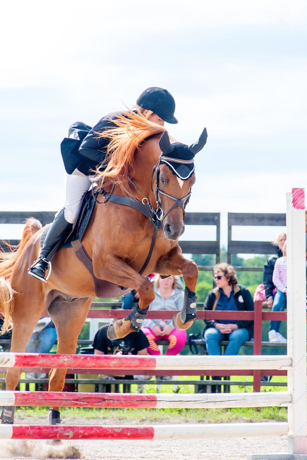 Arabisk fuldblod (OX) Flamme (SOLGT) - d. 15-17 Juli 2016 - Nordic International Rideshow Sverige. billede 38