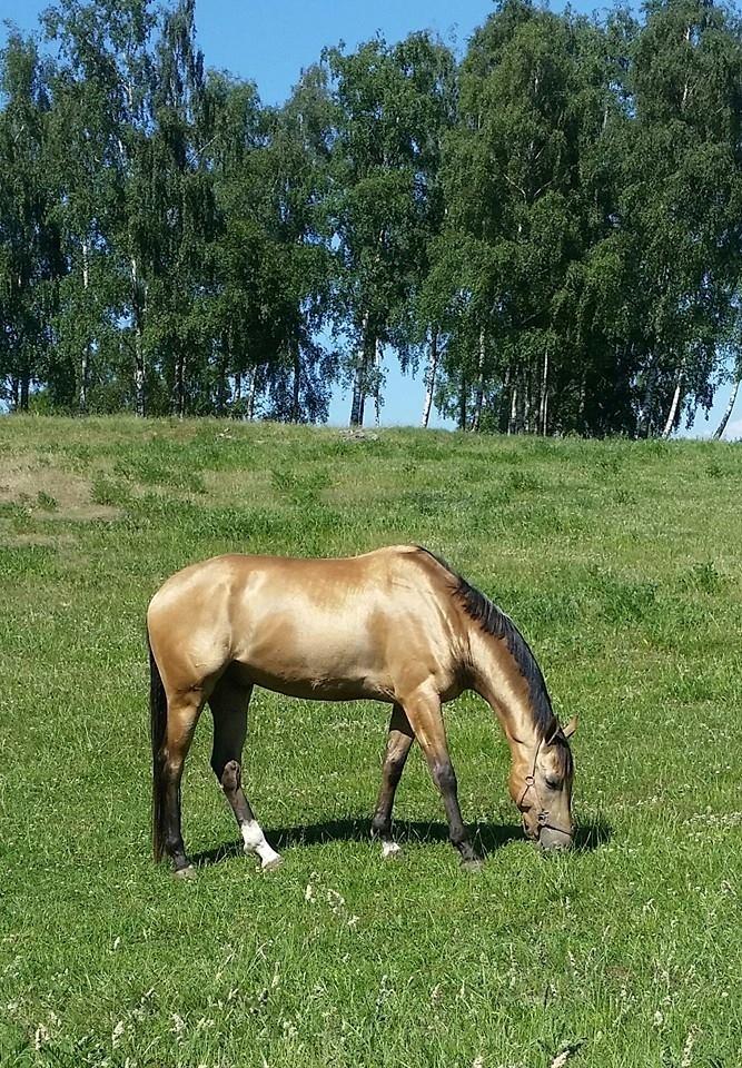 Akhal-Tekiner Dogan billede 1